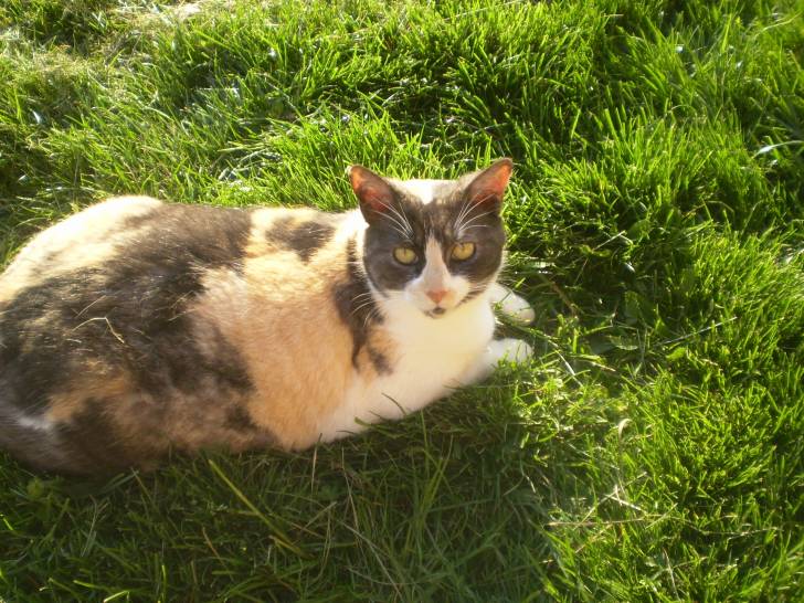 Sheena - (10 ans)