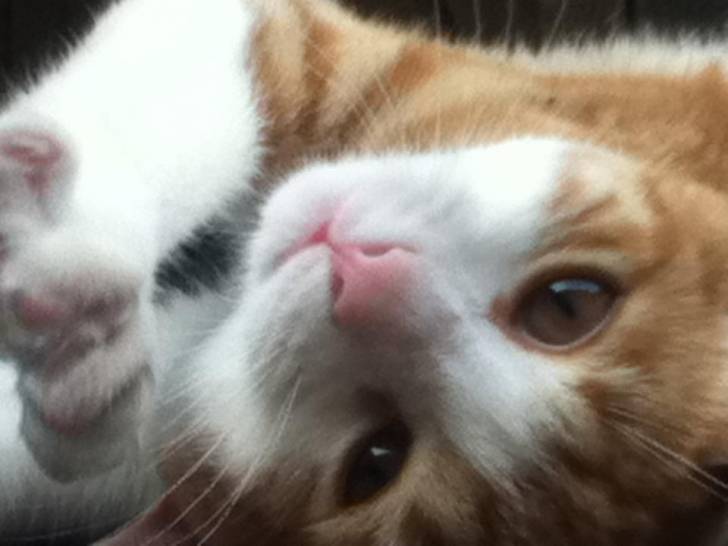 Theo - Mâle (2 ans)
