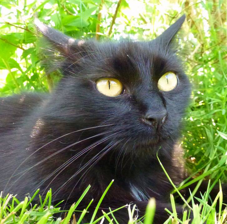 Prunelle - (3 ans)