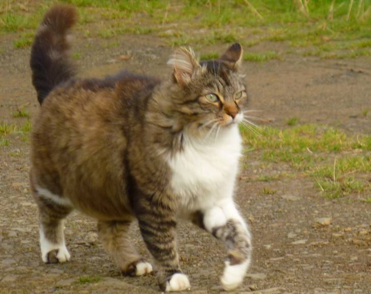Nina - (7 ans)