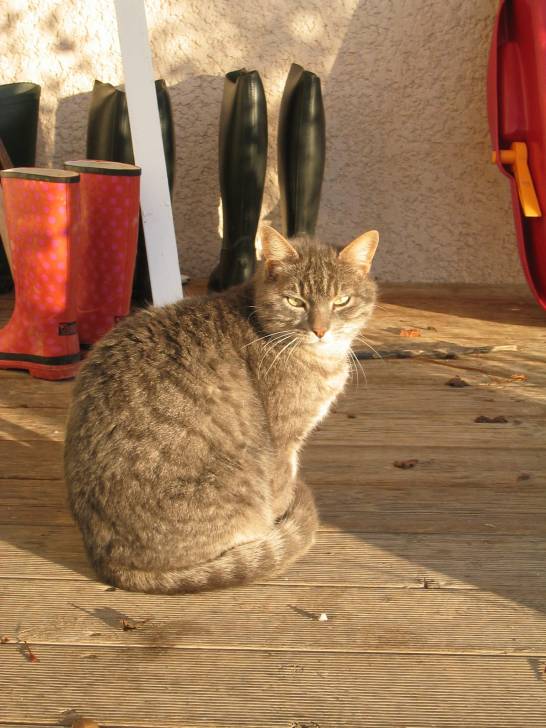 Chat - Mâle (5 ans)