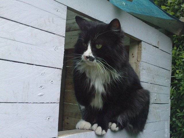 Tigrou - Mâle (5 ans)