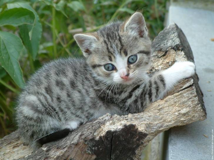 Géco - Mâle (2 ans)