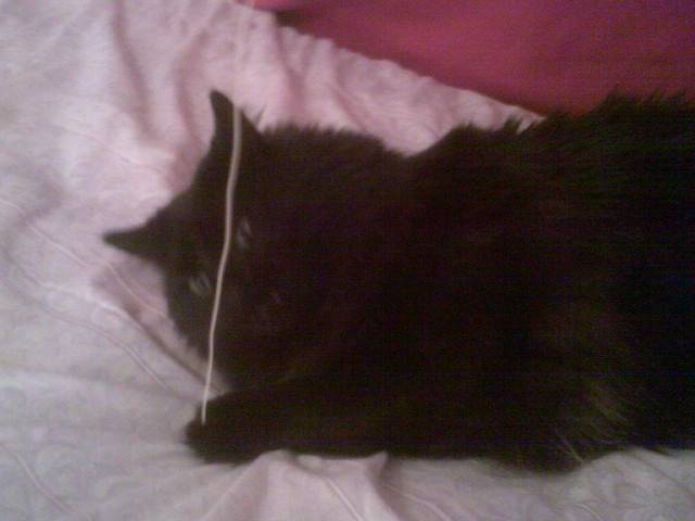 Midnight playing - Mâle (9 ans)