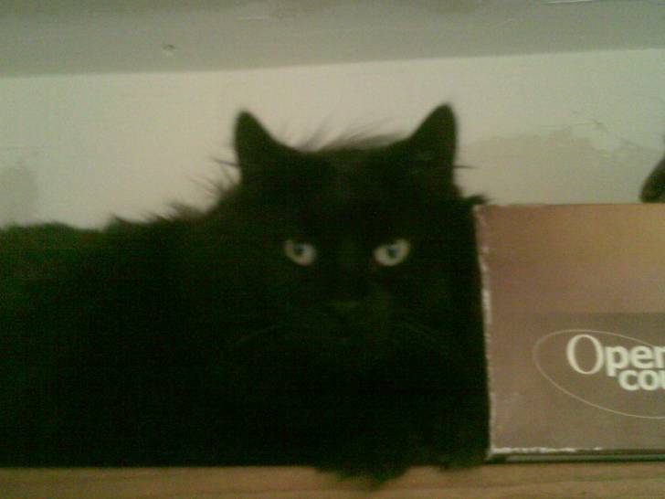 Midnight and a box - Mâle (9 ans)