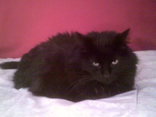 Grumpy midnight - Mâle (9 ans)
