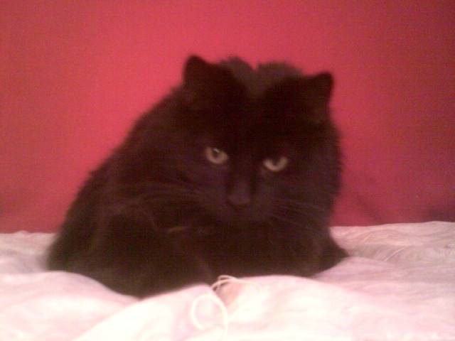 Curious midnight - Mâle (9 ans)