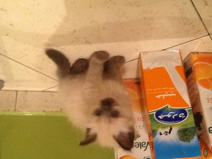 Bibsy - (3 mois)