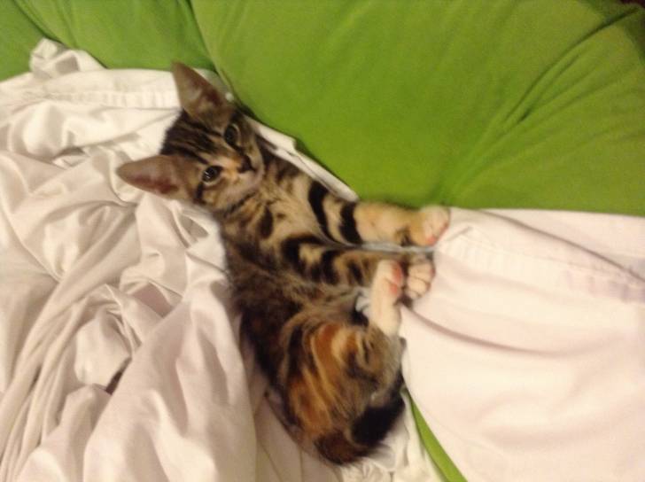 Sassy -