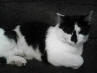 Queeny - (11 mois)
