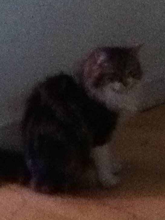 ellie -