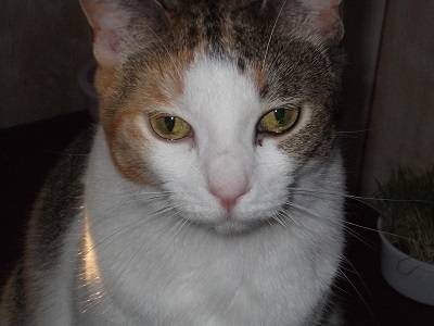 lovie - (3 ans)