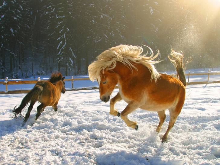 Callie and Zumba - (5 ans)