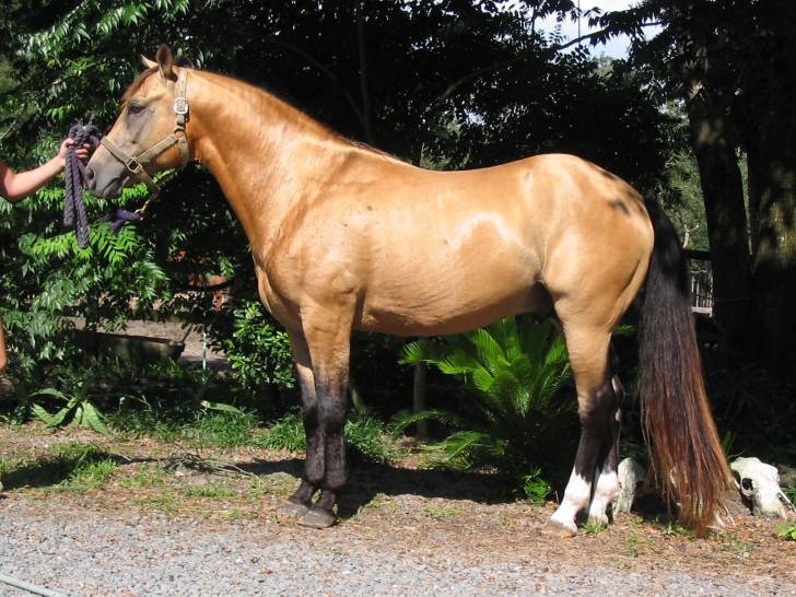Bay - Mâle (5 ans)