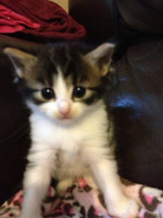 Loulou - (1 mois)