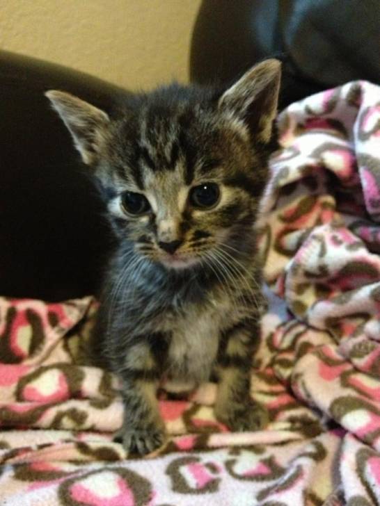 tallulah - (1 mois)