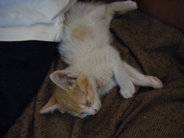 JACK - Mâle (1 mois)