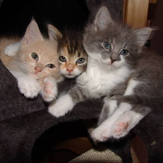 molly ,holly , lolly - (3 mois)