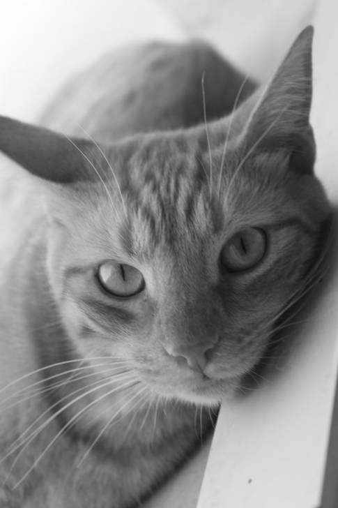 Mon Chat - Mâle (4 ans)