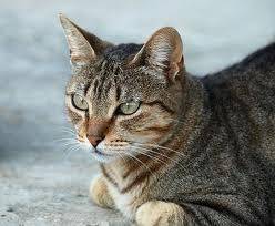 Charlie - Mâle (4 ans)