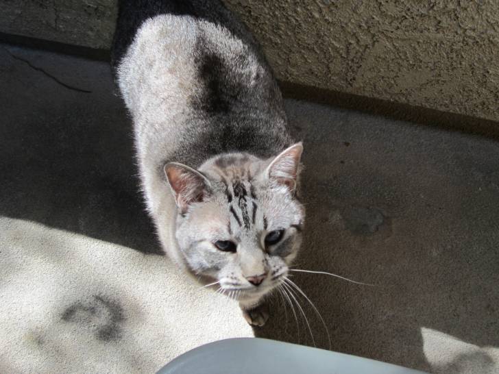 Riley 1 - Mâle (10 ans)