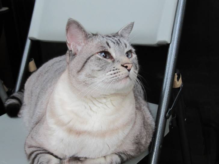 Riley 2 - Mâle (10 ans)