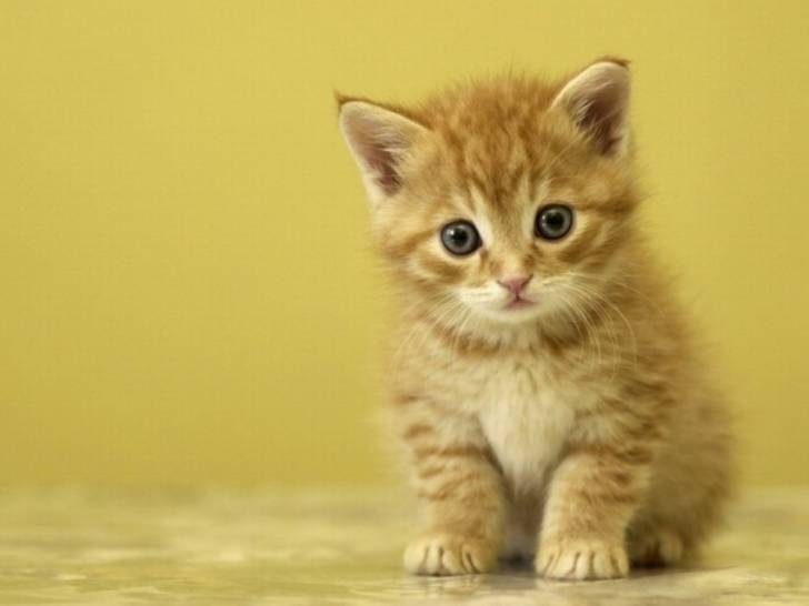 cat - (3 mois)