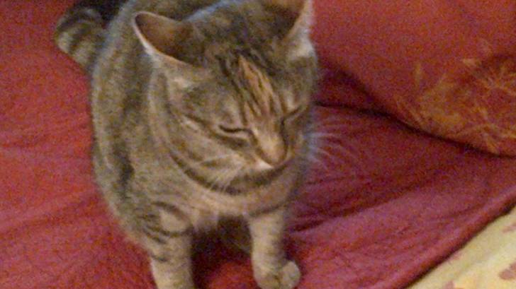 Minouche - (4 ans)