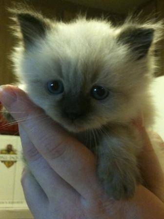 Sapphire - (9 mois)