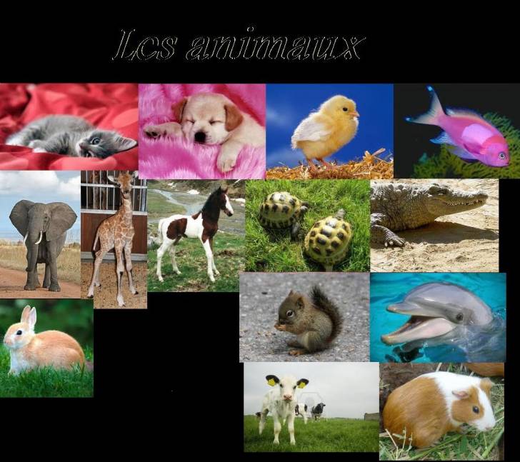 chat -