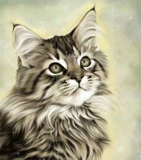 chat -