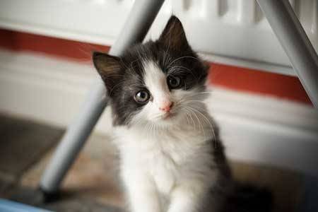 Oreo - Mâle (8 mois)