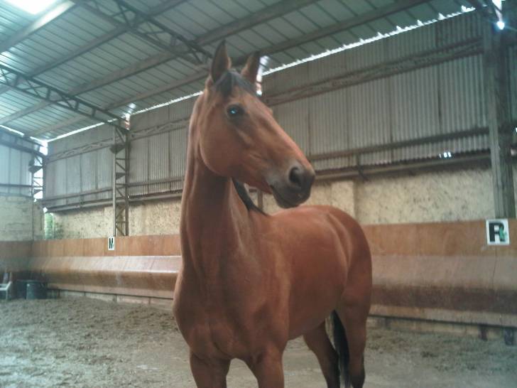 Kashmeere d'Aze - (15 ans)