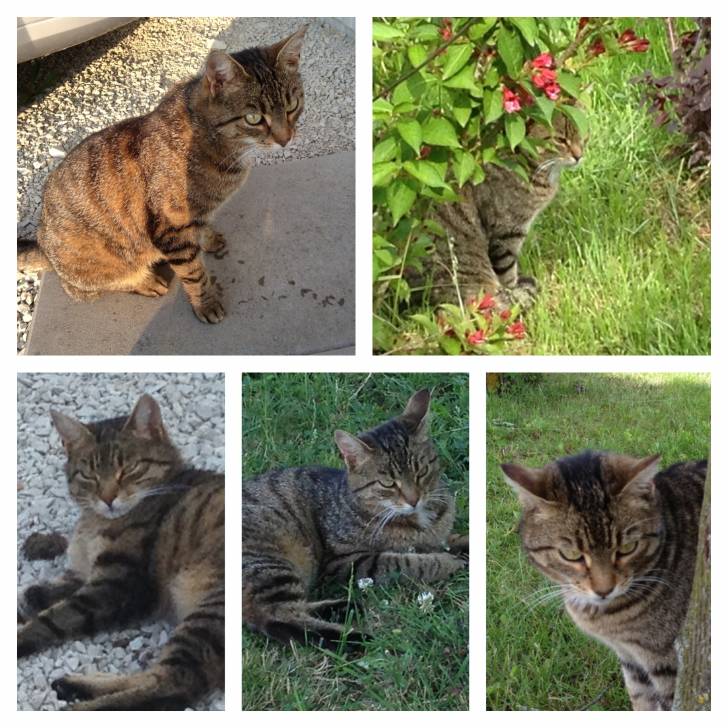 Mizie -
