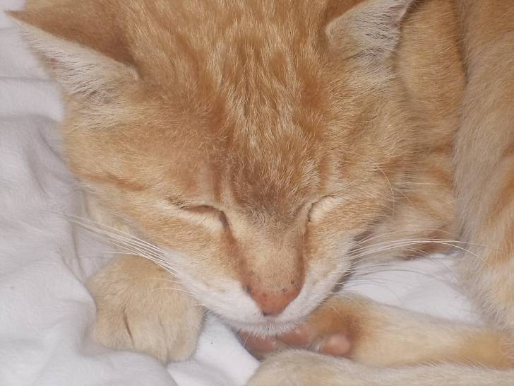 Findus -