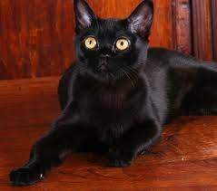 Chat -