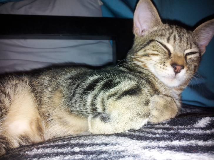 Loulou - Mâle (5 mois)