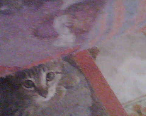 licya la mia piccolina - (3 mois)