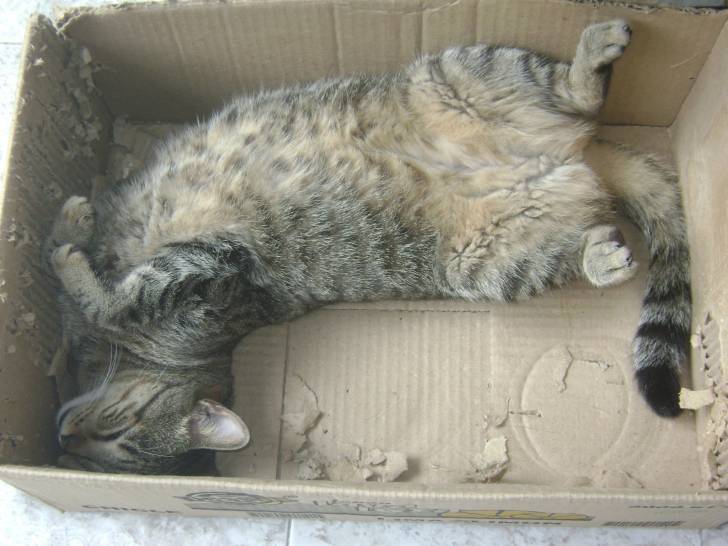 Ruquis - (3 ans)