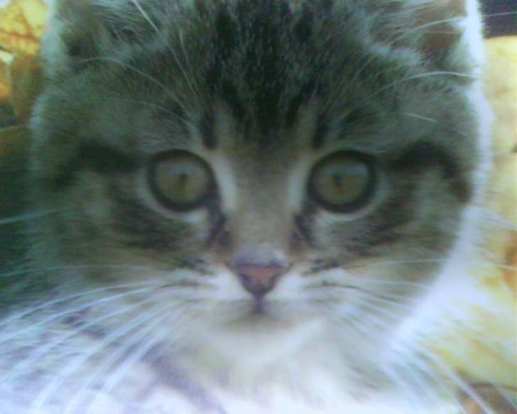 Minoushka . - (2 ans)
