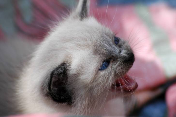 milka - (3 mois)