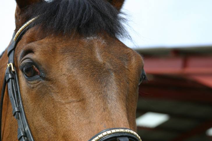 Noblesse - (13 ans)