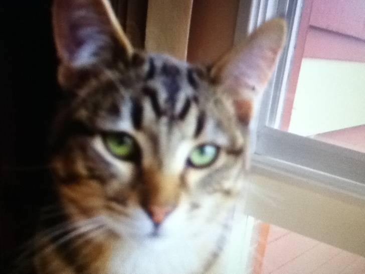 Basil - Mâle (4 ans)
