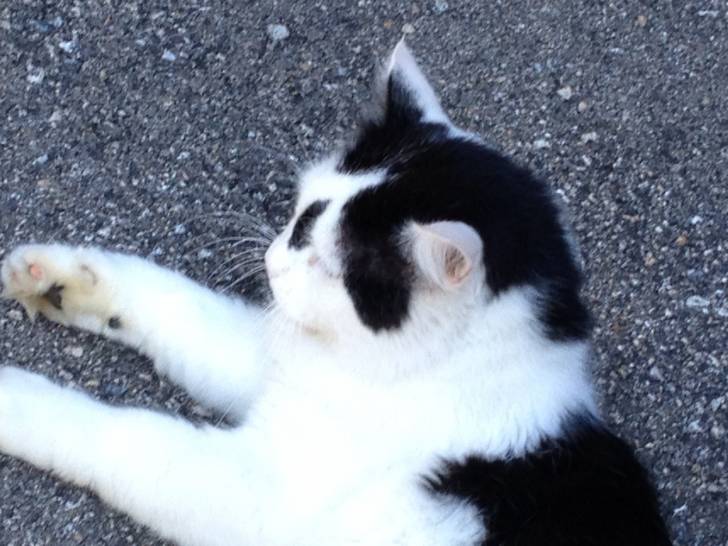 Pixel - Mâle (4 ans)