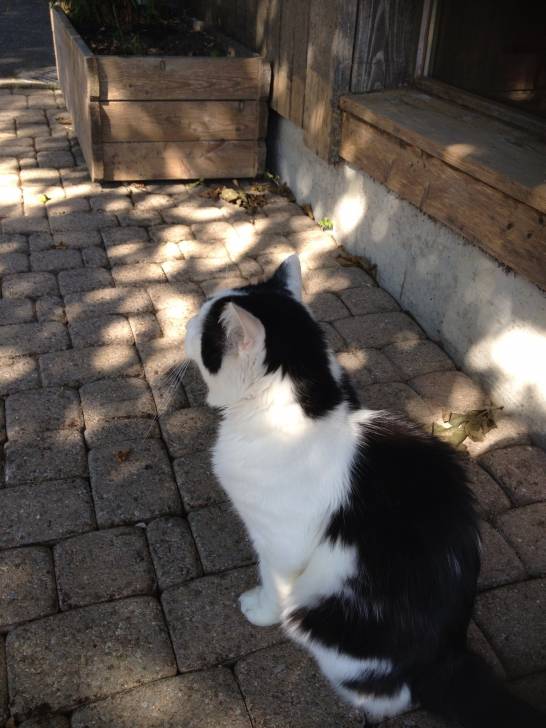 Pixel - Mâle (4 ans)