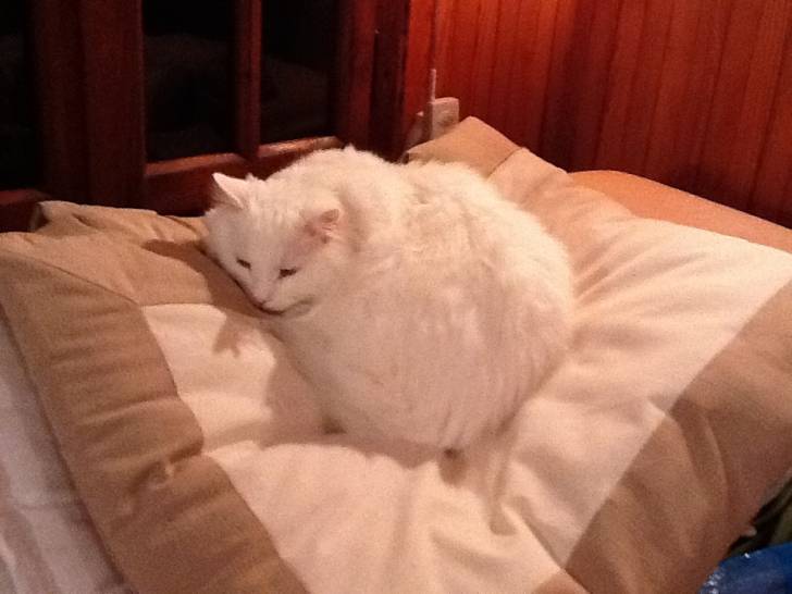 Minou - Mâle (15 ans)