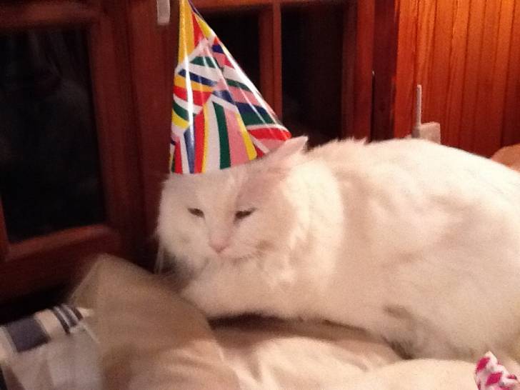 Minou - Mâle (15 ans)