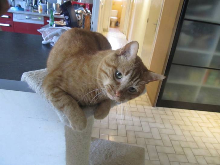eddy - Mâle (4 ans)