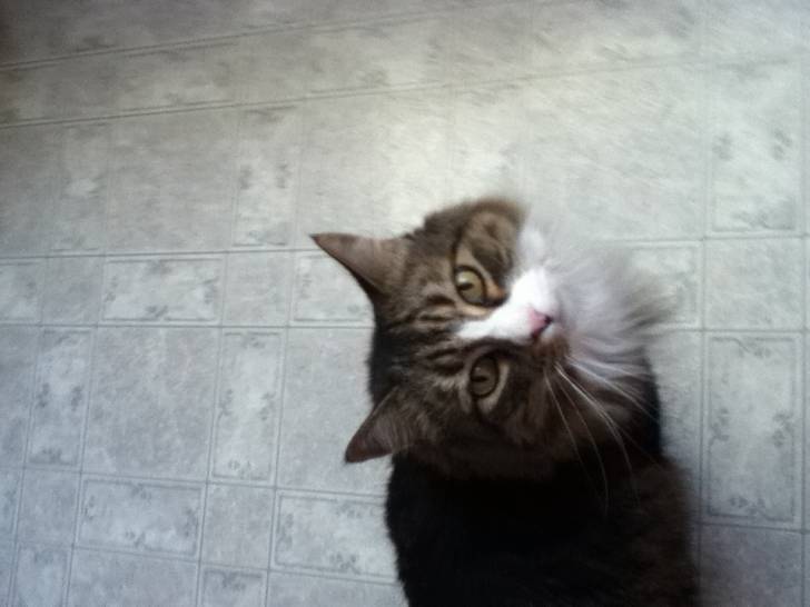 Lacy - (9 ans)