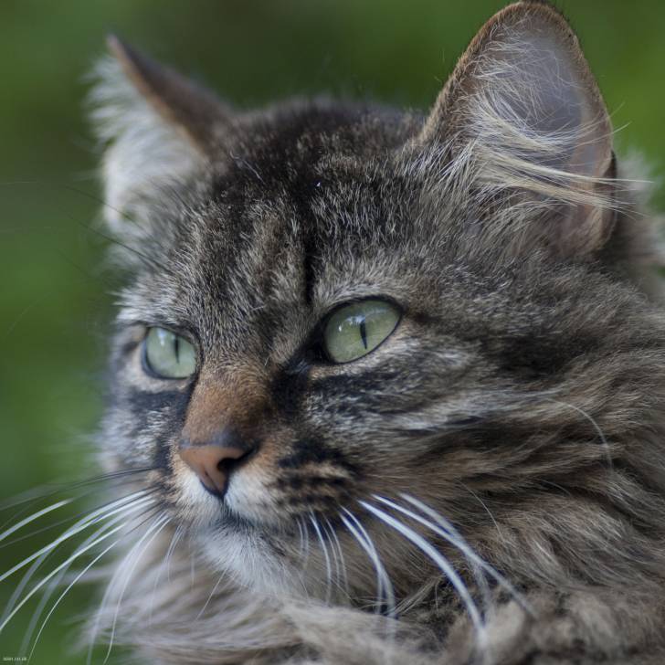 jack - Mâle (6 ans)